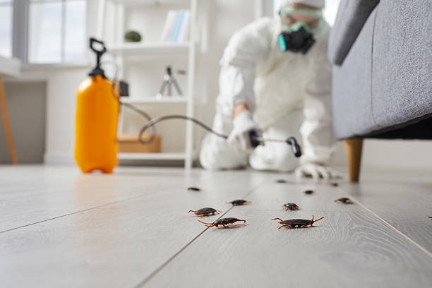 Post-Treatment Bed Bug Interceptor Monitoring in Anna